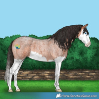 Horse Color:Bay Roan Splash 