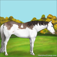 Horse Color:Bay Splash 