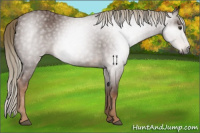 Horse Color:Gray Red Roan 