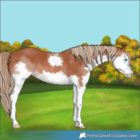 Horse Color:Chestnut Splash 