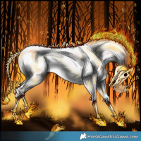 Horse Color:Liver Chestnut Splash Appaloosa 