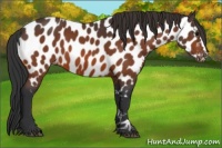 Horse Color:Bay Appaloosa 