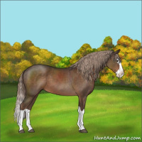 Horse Color:Liver Chestnut Splash 