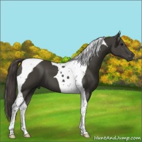 Horse Color:Smoky Black Tobiano 