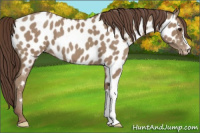 Horse Color:Classic Champagne Near Leopard 