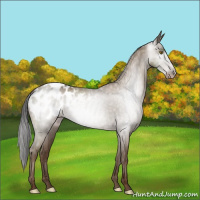 Horse Color:Gray Classic Champagne Appaloosa Rabicano