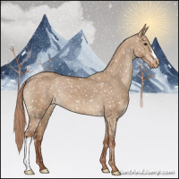 Horse Color:Red Dun Appaloosa 