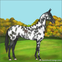 Horse Color:Black Appaloosa Rabicano