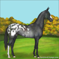 Horse Color:Black Appaloosa Rabicano 