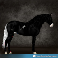 Horse Color:Watercolor White Spotted Cremello Onyx Appaloosa