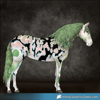 Horse Color:ERROR: UNKNOWN ANOMALY