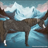 Horse Color:Smoky Black Appaloosa 
