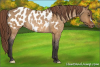 Horse Color:Buckskin Dun Blanket Rabicano 