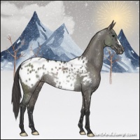 Horse Color:Grullo Appaloosa Rabicano 