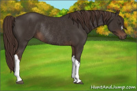 Horse Color:Liver Chestnut Rabicano 