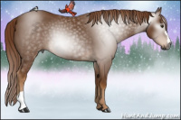 Horse Color:Gray Chestnut 