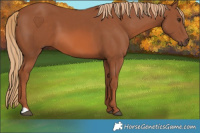 Horse Color:Chestnut 