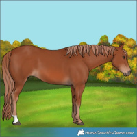 Horse Color:Chestnut 