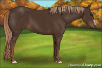 Horse Color:Liver Chestnut 