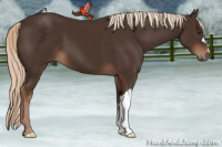 Horse Color:Liver Chestnut 