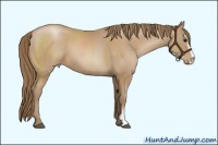 Horse Color:Black Pearl Sabino 