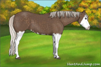 Horse Color:Silver Black Splash 