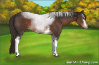 Horse Color:White Spotted Liver Chestnut Sabino