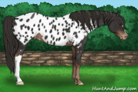 Horse Color:Liver Chestnut Near Leopard