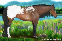 Horse Color:Bay Appaloosa 