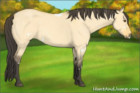 Horse Color:White Spotted Buckskin Roan Dun 
