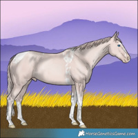 Horse Color:Platinum Gold Champagne Splash Tobiano 