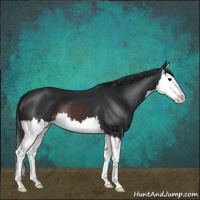 Horse Color:Black Splash 