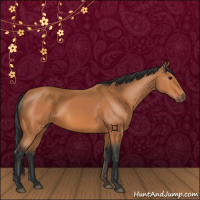 Horse Color:Bay Rabicano 