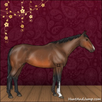 Horse Color:Bay Rabicano