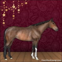 Horse Color:Bay Rabicano 