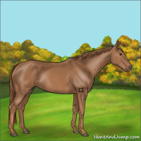 Horse Color:Chestnut Rabicano