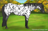 Horse Color:Blue Roan Near Leopard