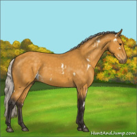 Horse Color:White Spotted Silver Buckskin 