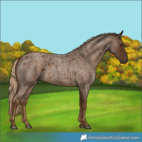 Horse Color:Chocolate Palomino Roan 