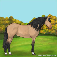 Horse Color:Bay Dun 