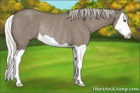Horse Color:Silver Grullo Splash Rabicano