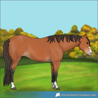 Horse Color:Bay 