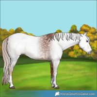 Horse Color:Gray Chestnut 