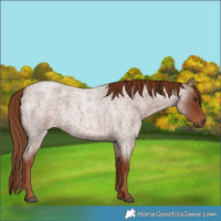 Horse Color:Red Roan 