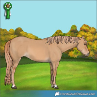 Horse Color:Red Dun 