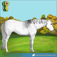Horse Color:Gray White Spotted Black 