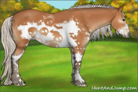 Horse Color:White Spotted Silver Bay Sabino Frame 