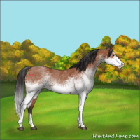 Horse Color:White Spotted Bay Roan Splash  and White Spotted Bay Roan Splash Rabicano 