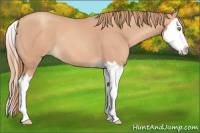 Horse Color:Gold Champagne Splash 