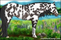 Horse Color:Brown Appaloosa Rabicano 